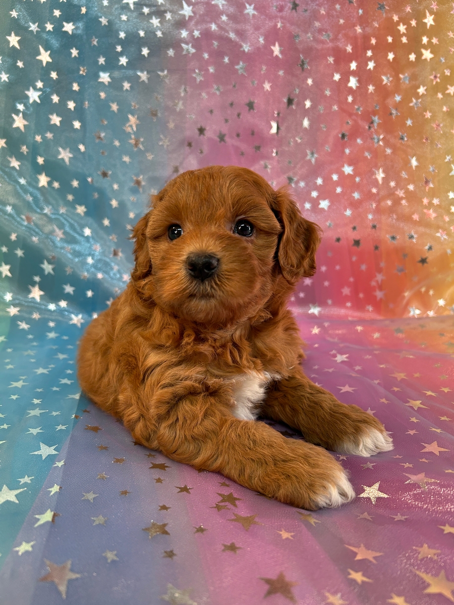 Dark Red Female Schnoodle Puppy for Sale in Iowa DOB 6-14-24 $700